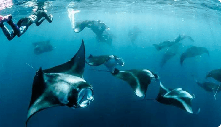 Manta Ray